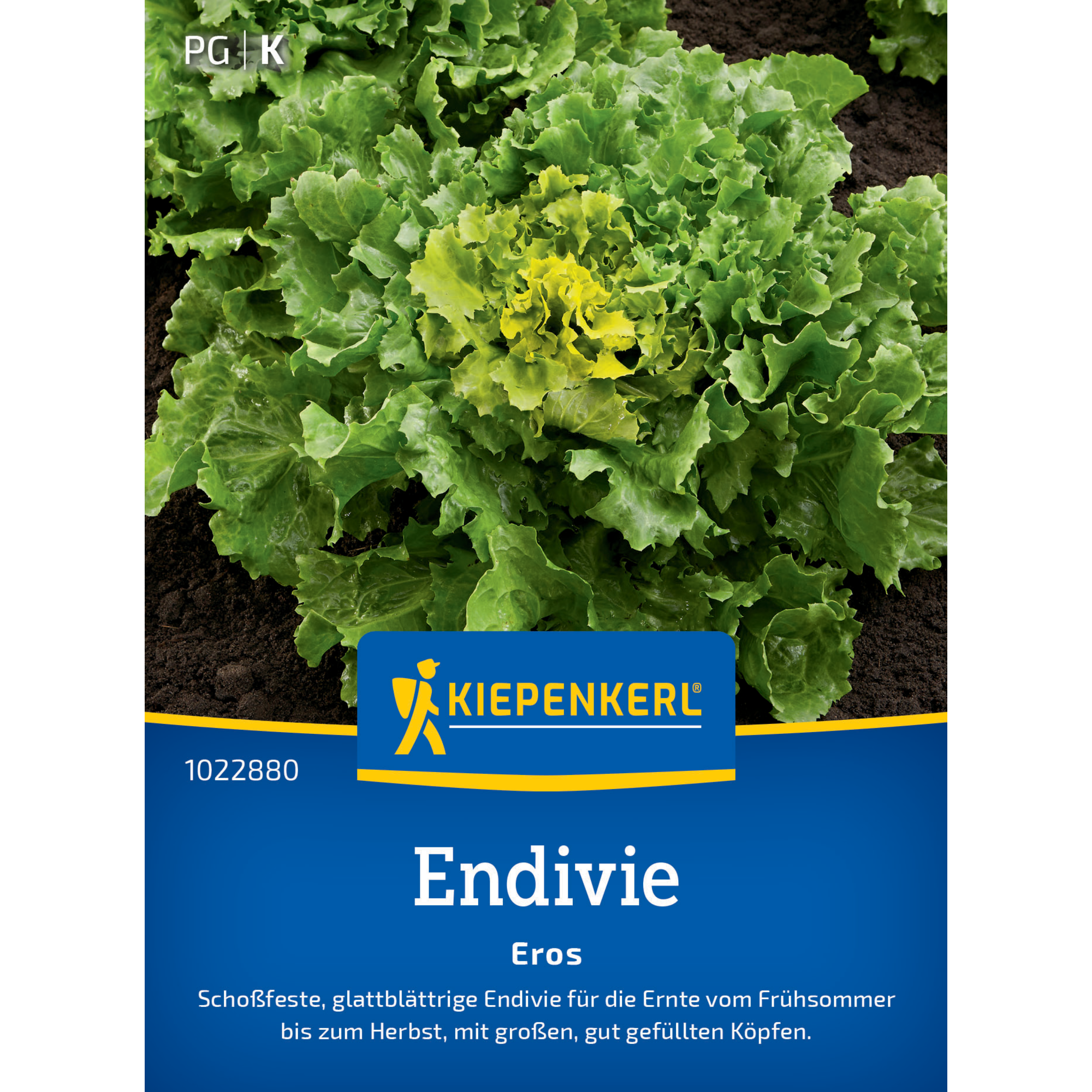 Endivie 'Eros'