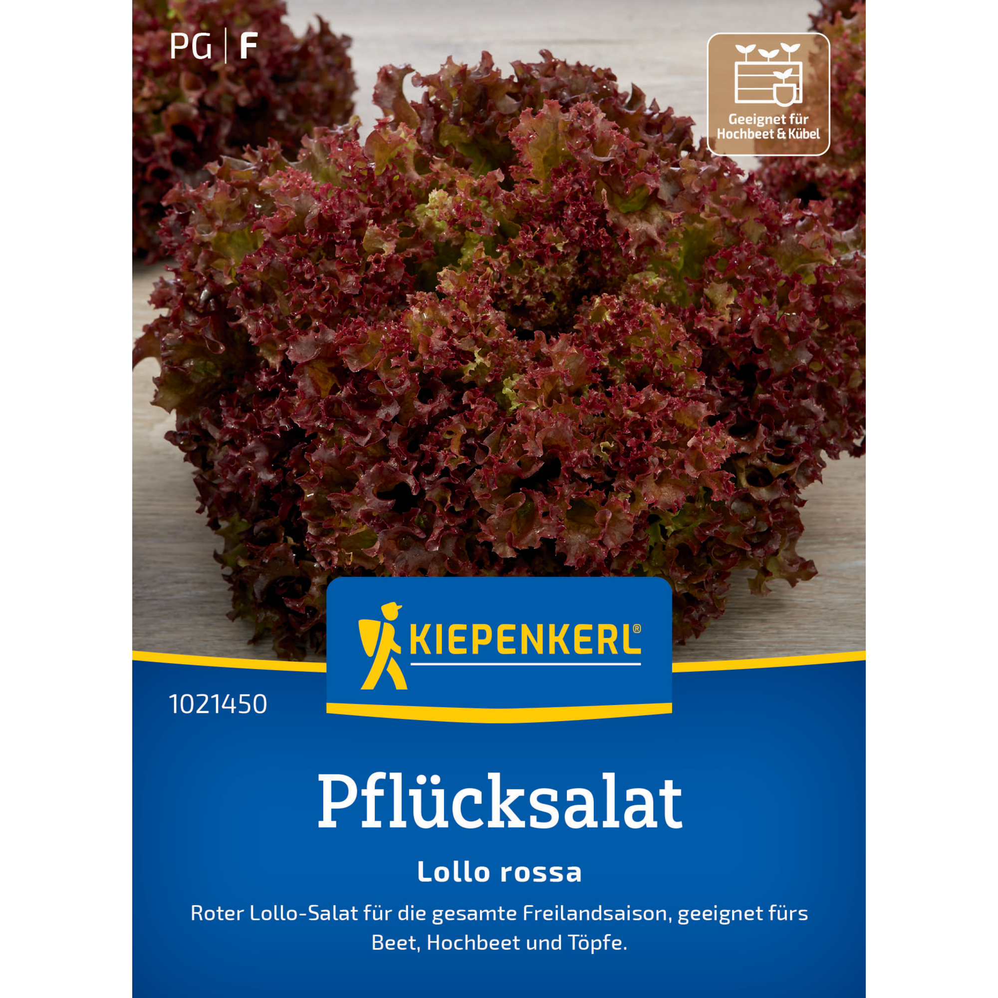 Pflücksalat 'Lollo rossa'
