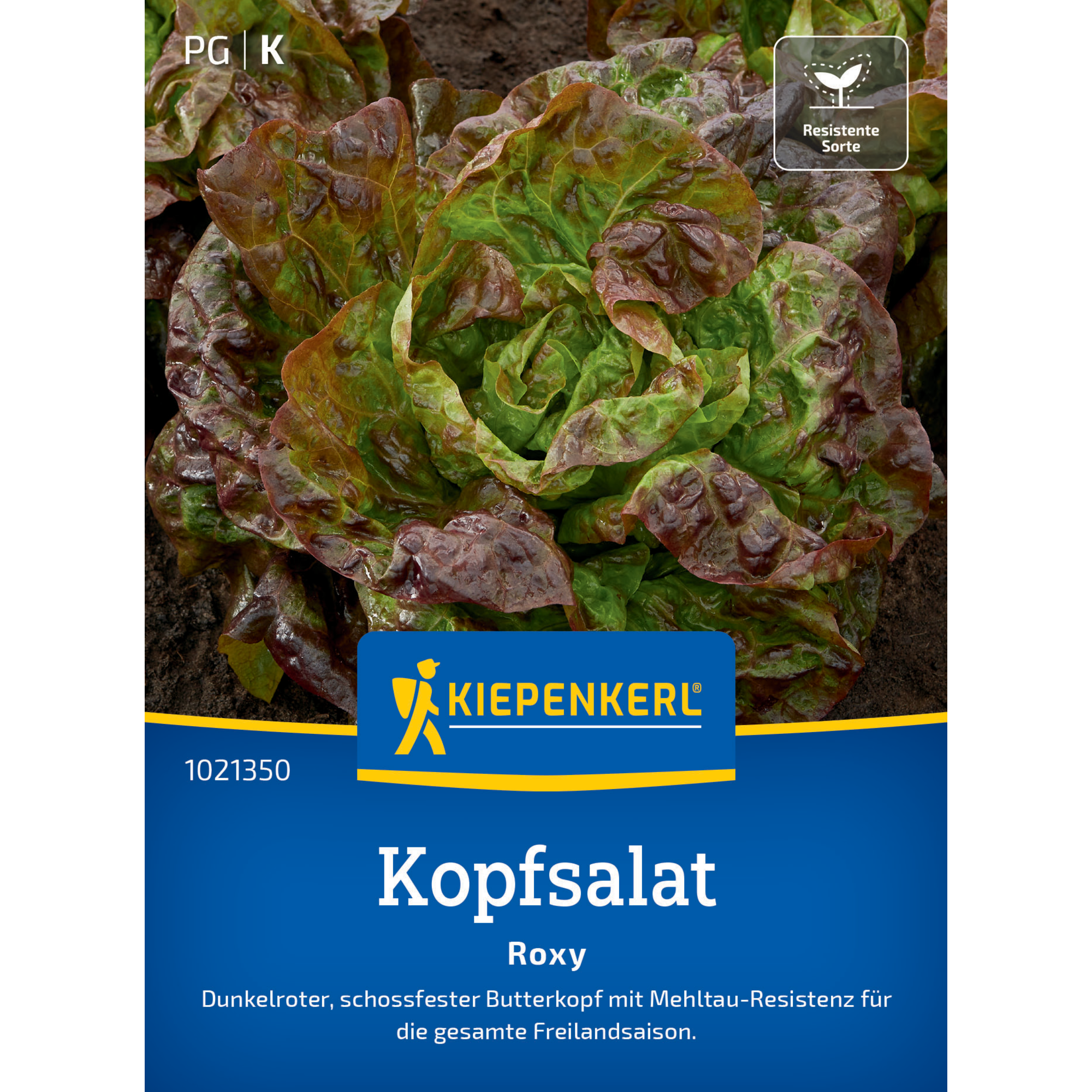 Kopfsalat 'Roxy'