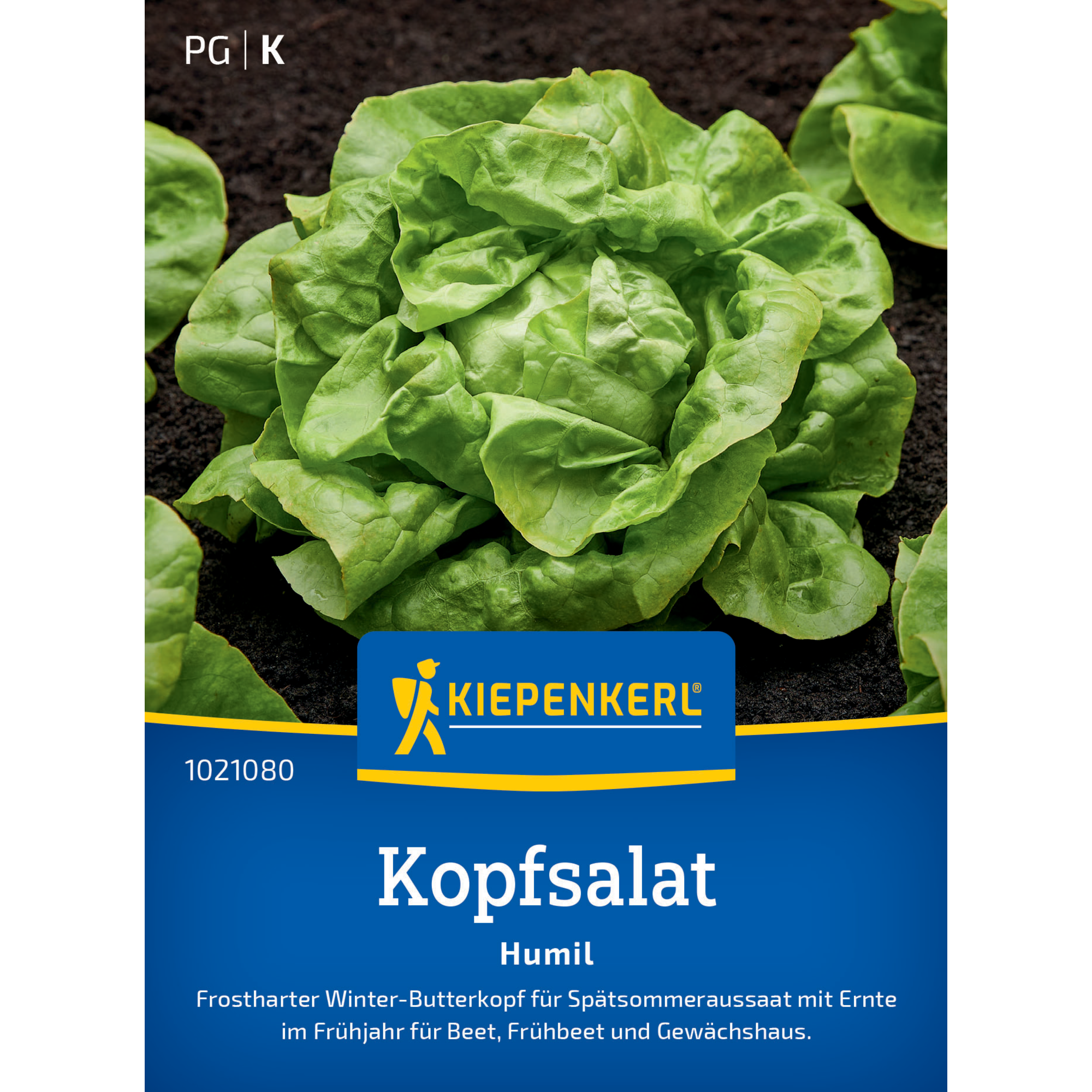 Kopfsalat 'Humil'