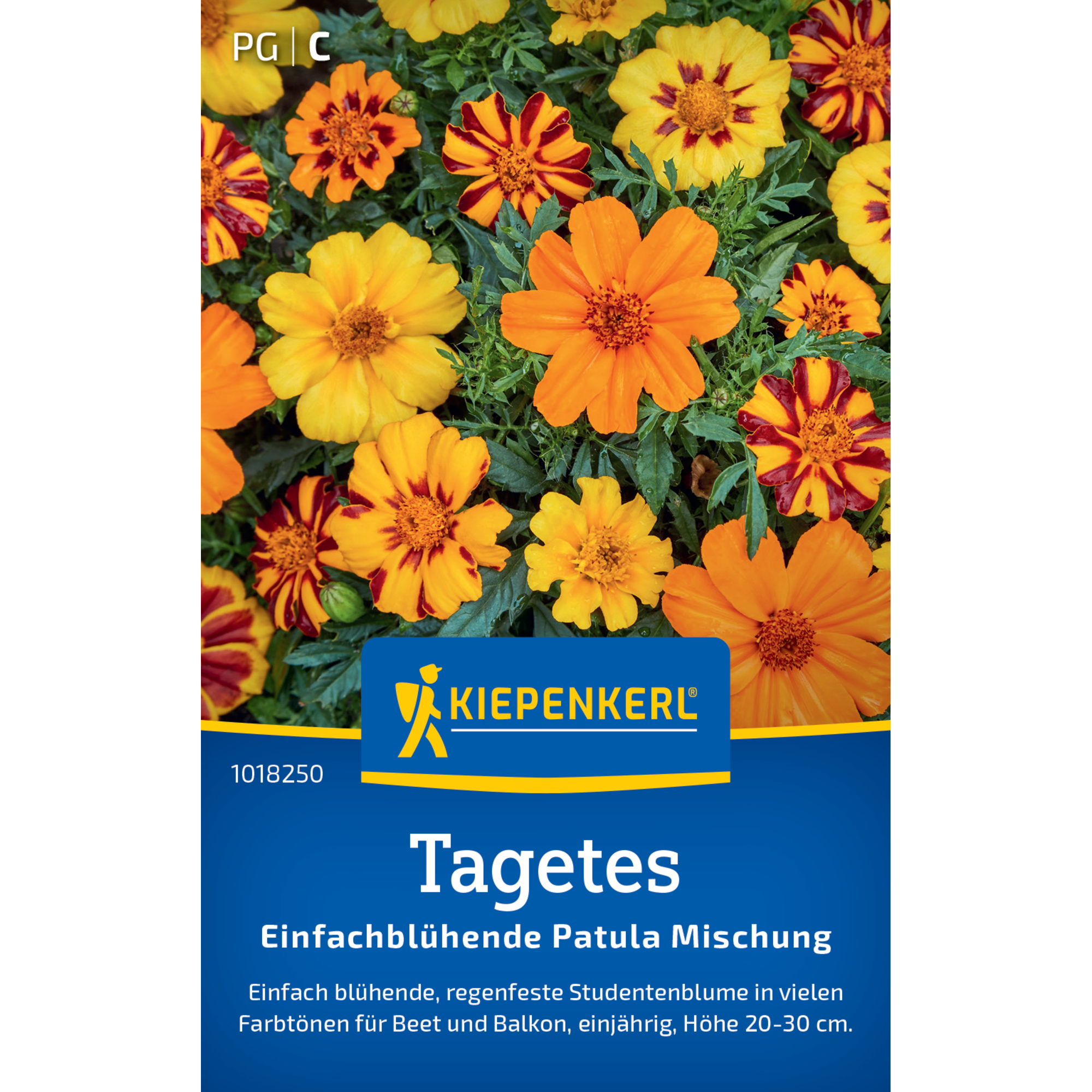 Tagetes 'Einfachblühende Patula Mischung'