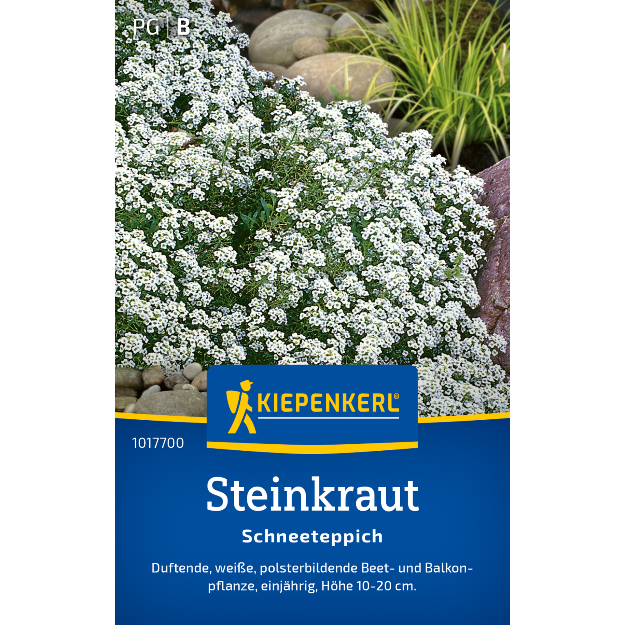 Steinkraut 'Schneeteppich'