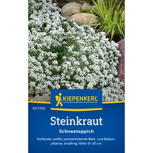 Steinkraut 'Schneeteppich'