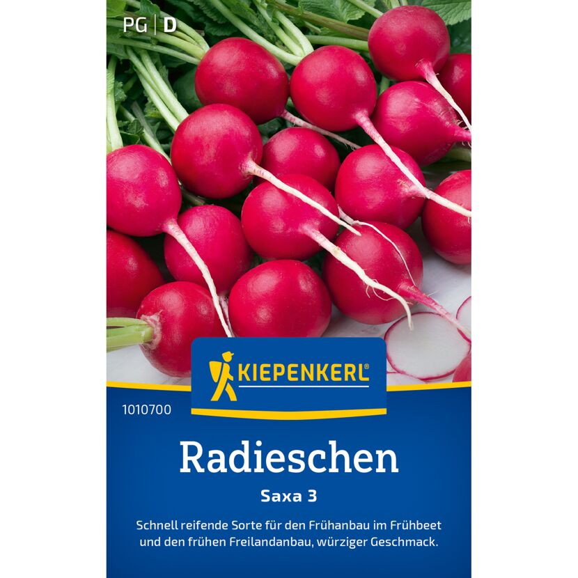 Radieschen 'Saxa 3'