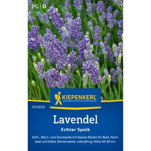 Lavendel 'Echter Speik'
