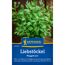 Liebstöckel 'Maggikraut'
