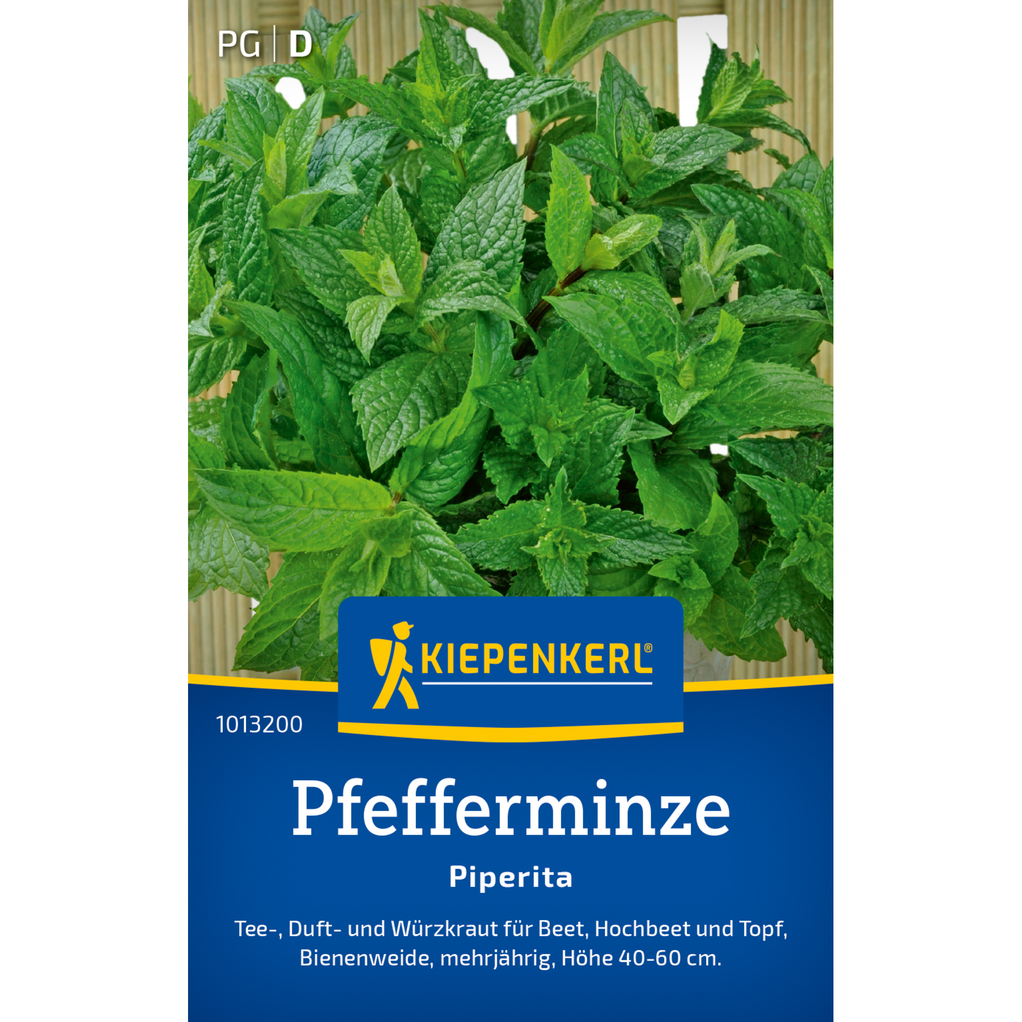 Pfefferminze 'Piperita'