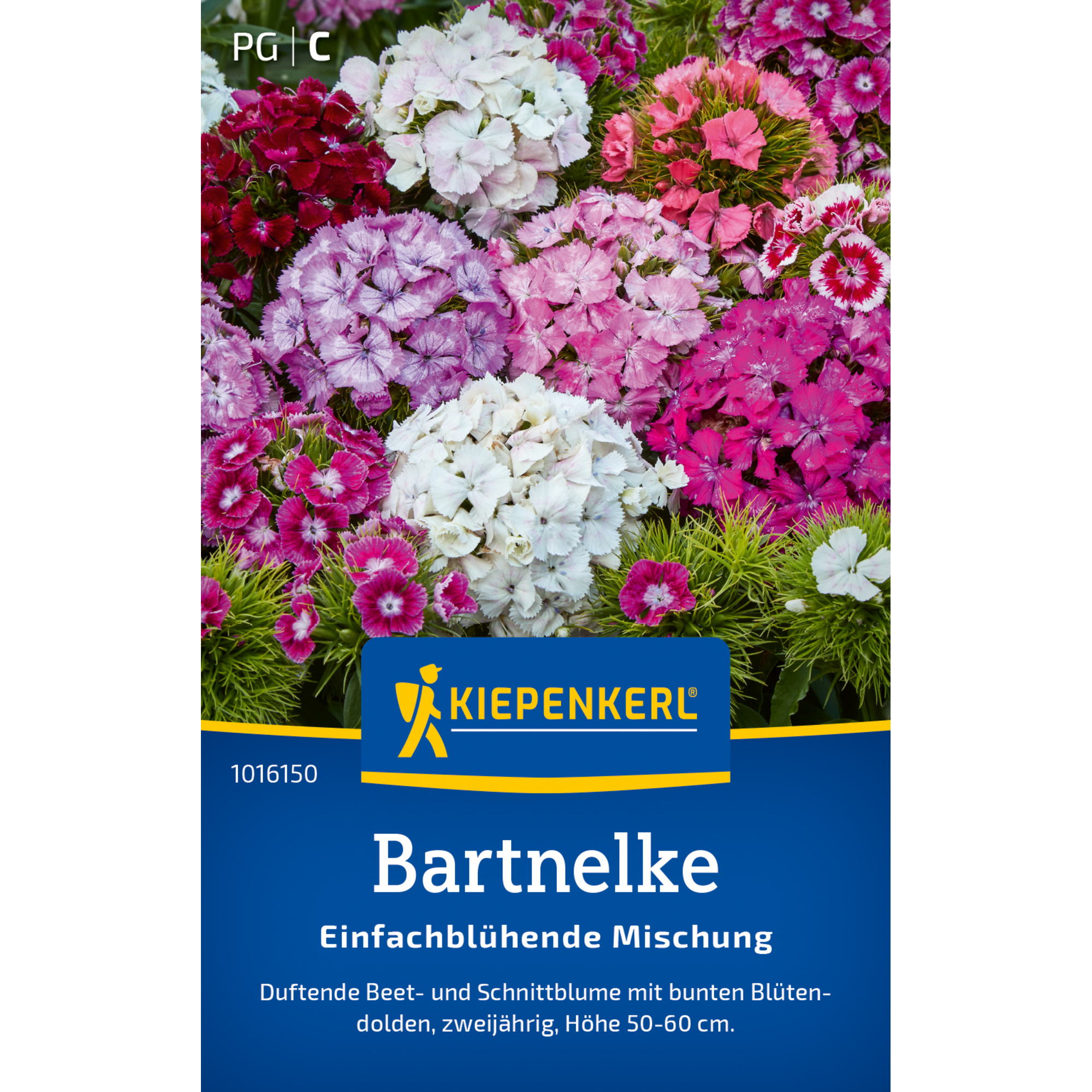 Bartnelke 'Einfachblühende Mischung'