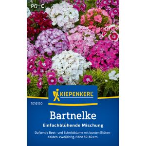 Bartnelke 'Einfachblühende Mischung'
