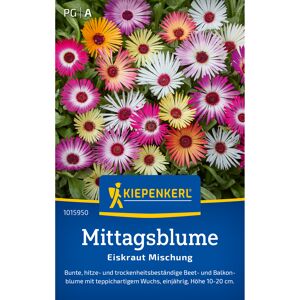 Mittagsblume 'Eiskraut Mischung'