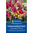 Löwenmäulchen 'Zauberteppich Mischung'