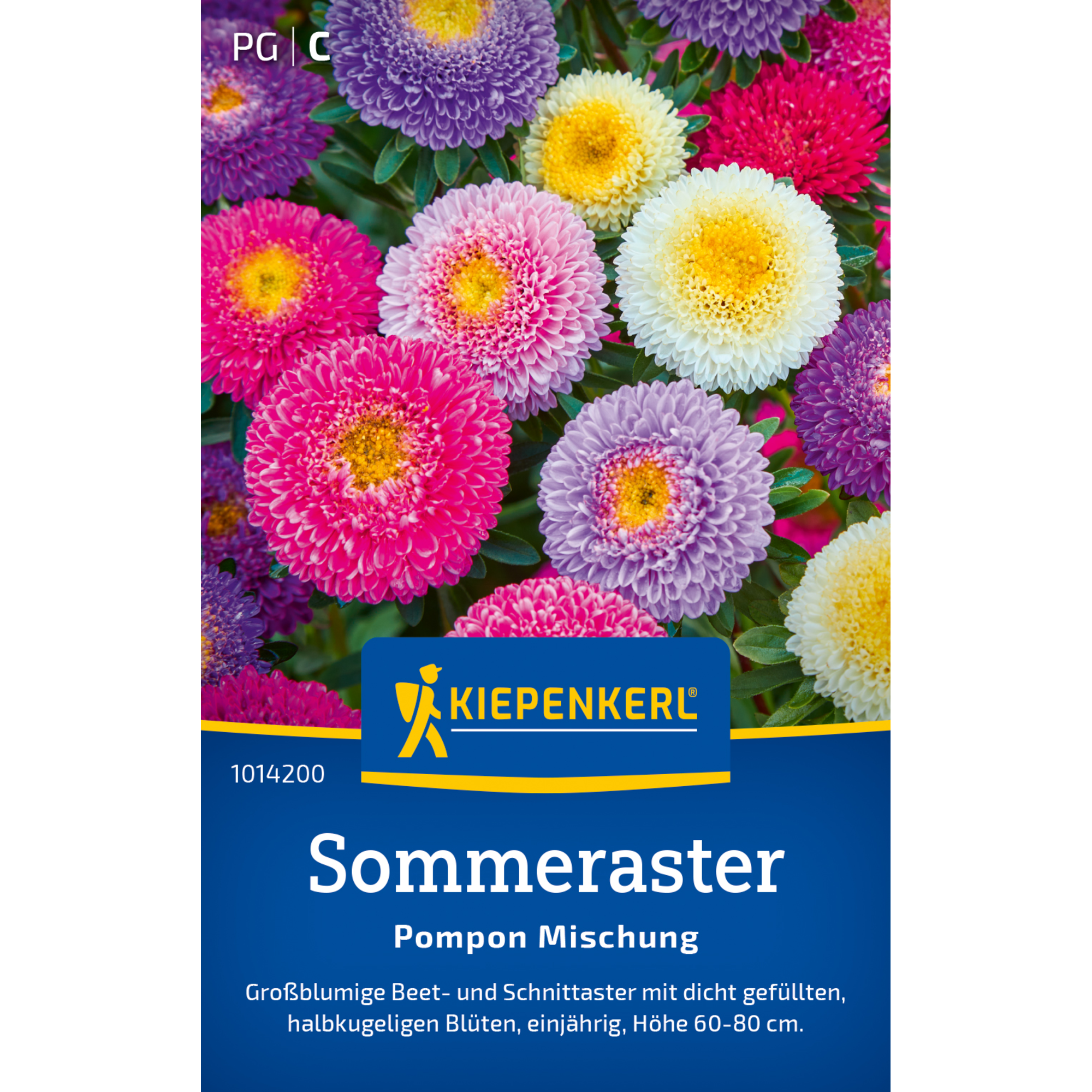 Sommeraster 'Pompon Mischung'