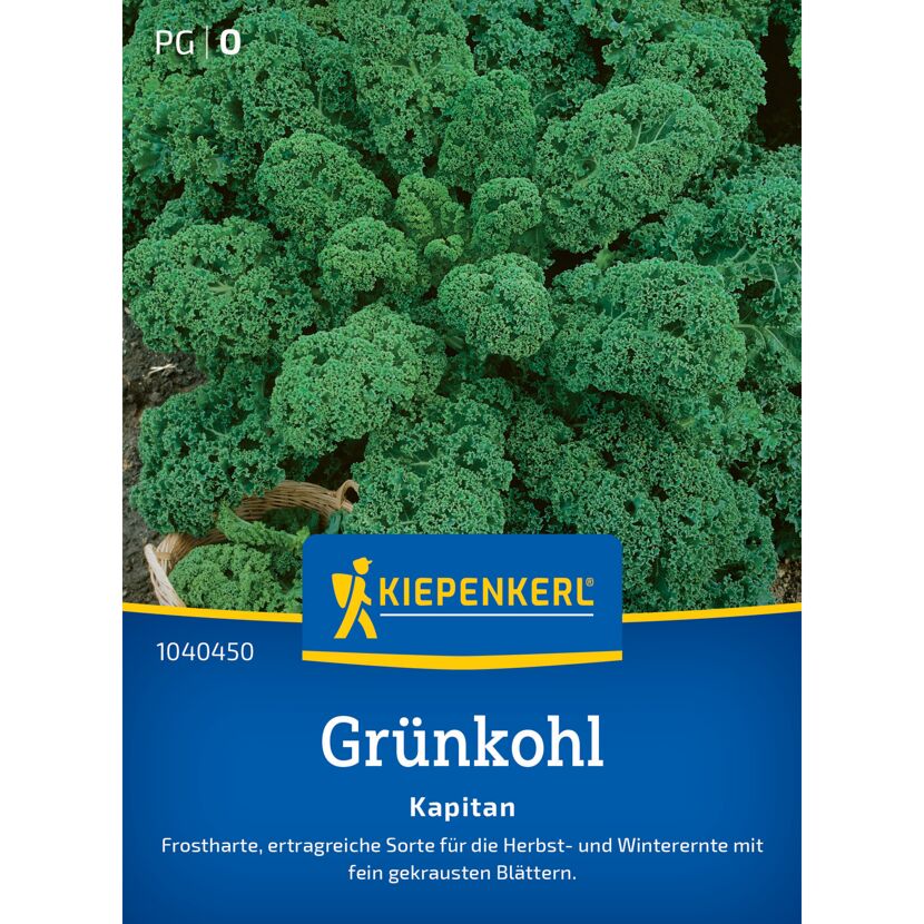 Grünkohl 'Kapitan' F1-Hybride