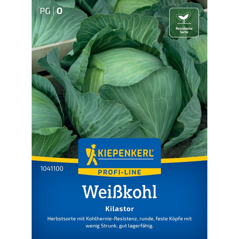 Weißkohl 'Kilastor' F1-Hybride