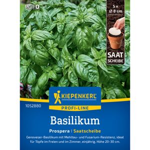 Basilikum 'Prospera' F1-Hybride Saatscheibe Ø 8 cm, 5 Stück