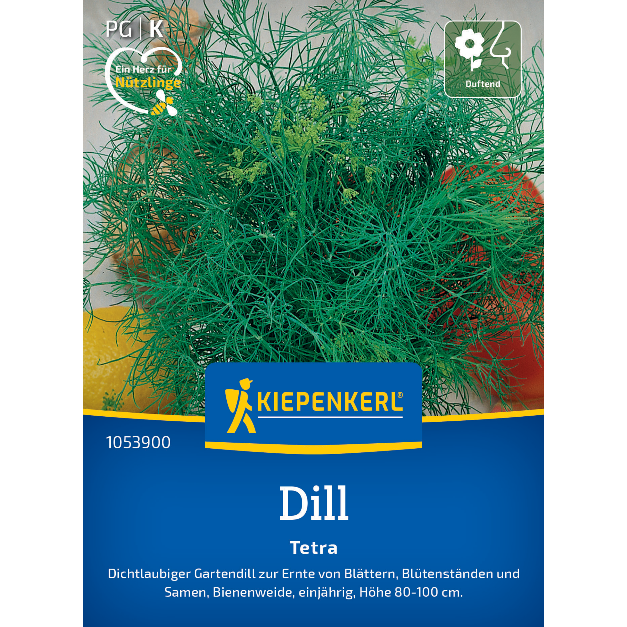 Dill 'Tetra'