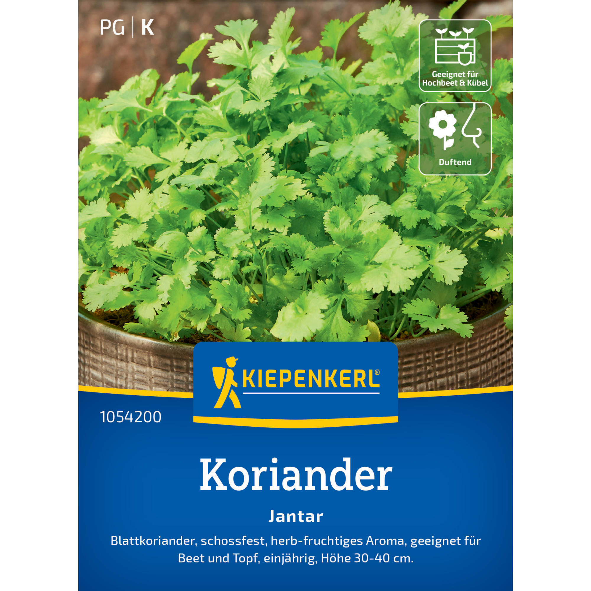 Koriander 'Jantar'