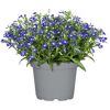 Beetpflanzen verschiedene Sorten 12 cm Topf