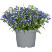 hauptbild