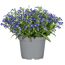 Beetpflanzen verschiedene Sorten 12 cm Topf