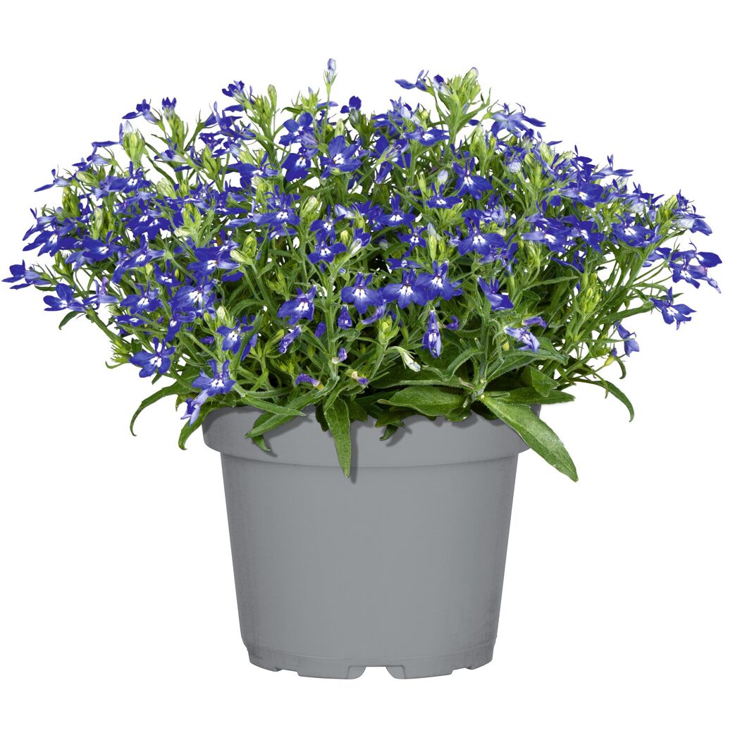 Beetpflanzen verschiedene Sorten 12 cm Topf