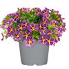 Beetpflanzen verschiedene Sorten 12 cm Topf