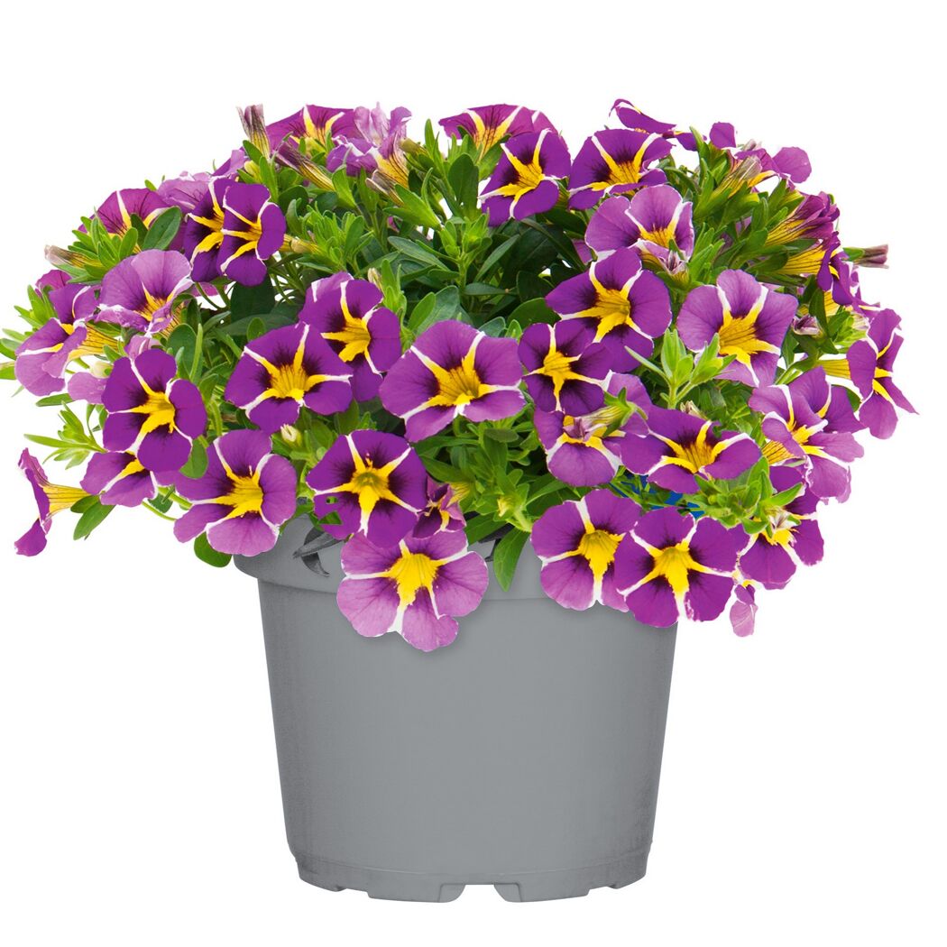 Beetpflanzen verschiedene Sorten 12 cm Topf