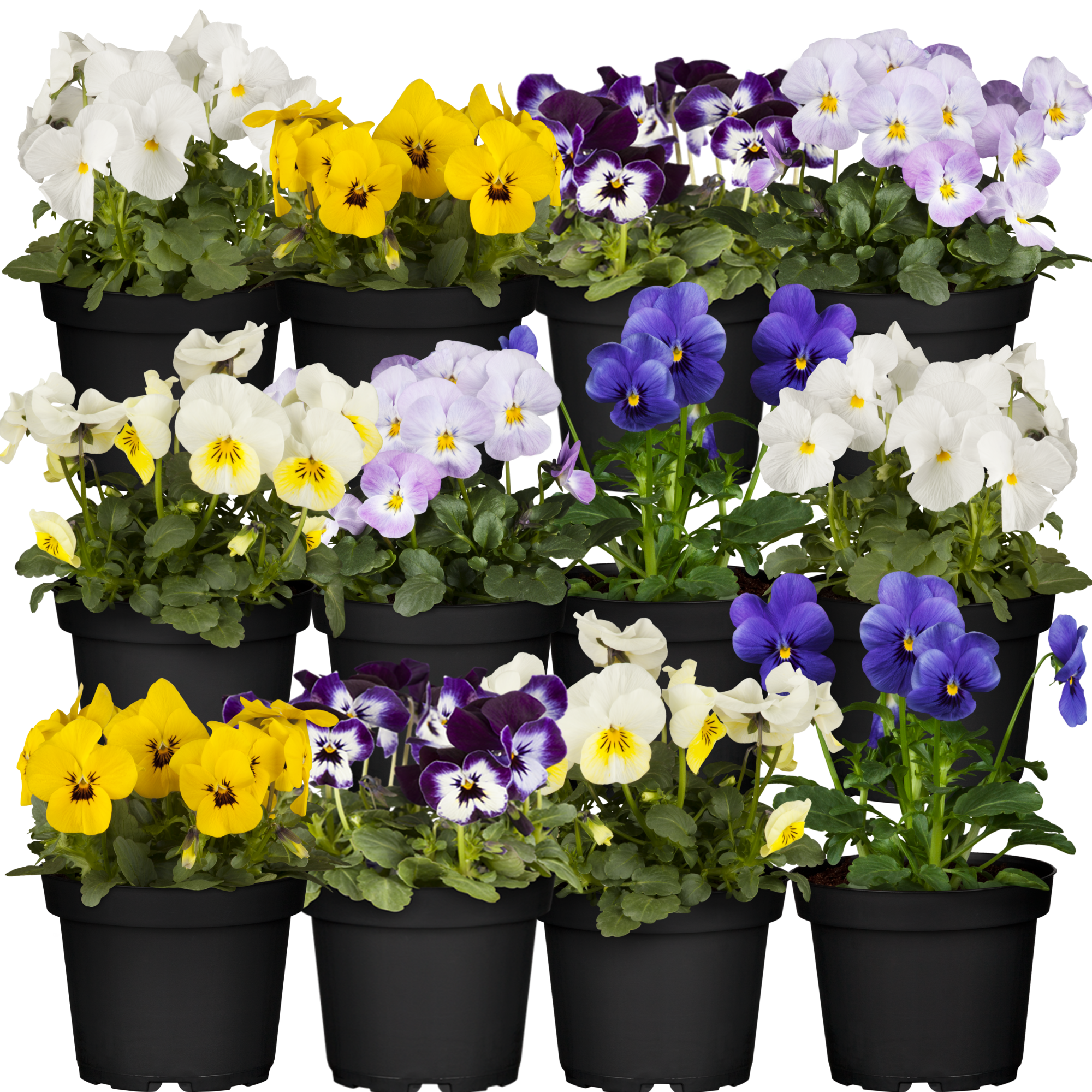 Hornveilchen verschiedene Farben 9 cm Topf, 12er-Set