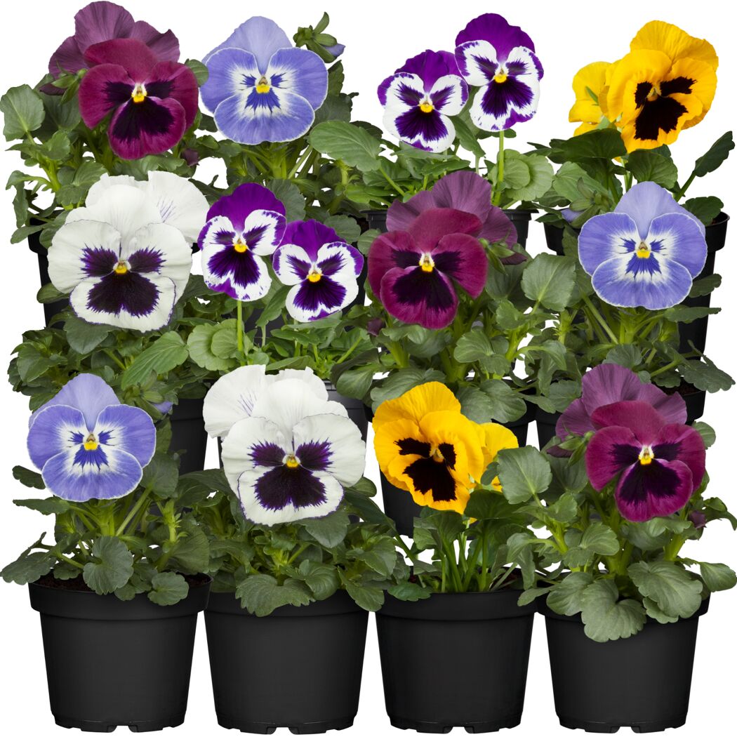 Stiefmütterchen verschiedene Farben 9 cm Topf, 12er-Set