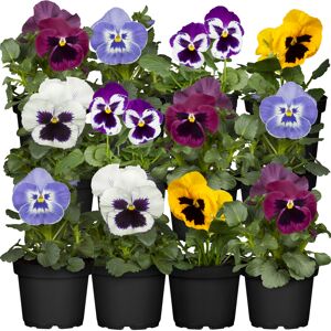 Stiefmütterchen verschiedene Farben 9 cm Topf, 12er-Set