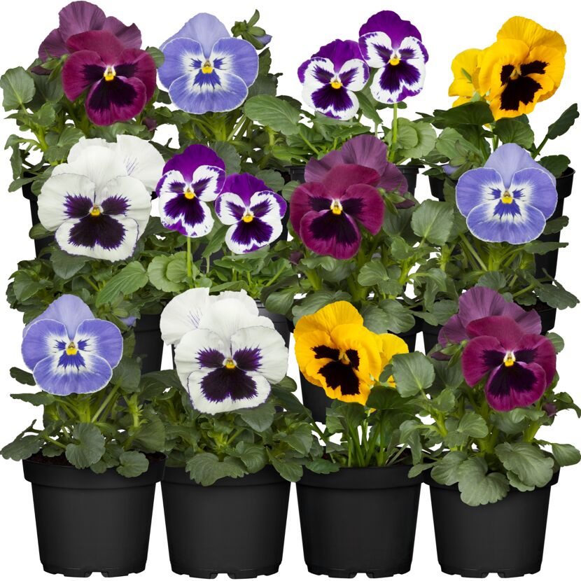 Stiefmütterchen verschiedene Farben 9 cm Topf, 12er-Set
