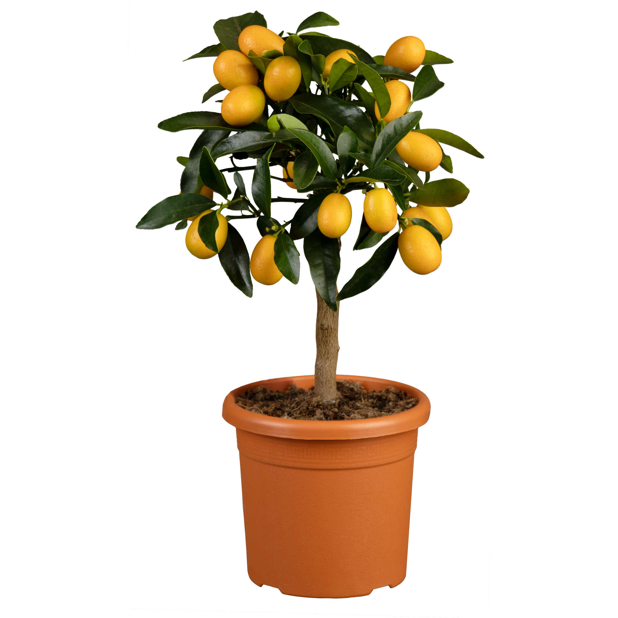 Zitrus-Ministamm verschiedene Sorten 15 cm Topf