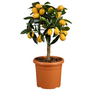 Zitrus-Ministamm verschiedene Sorten 15 cm Topf