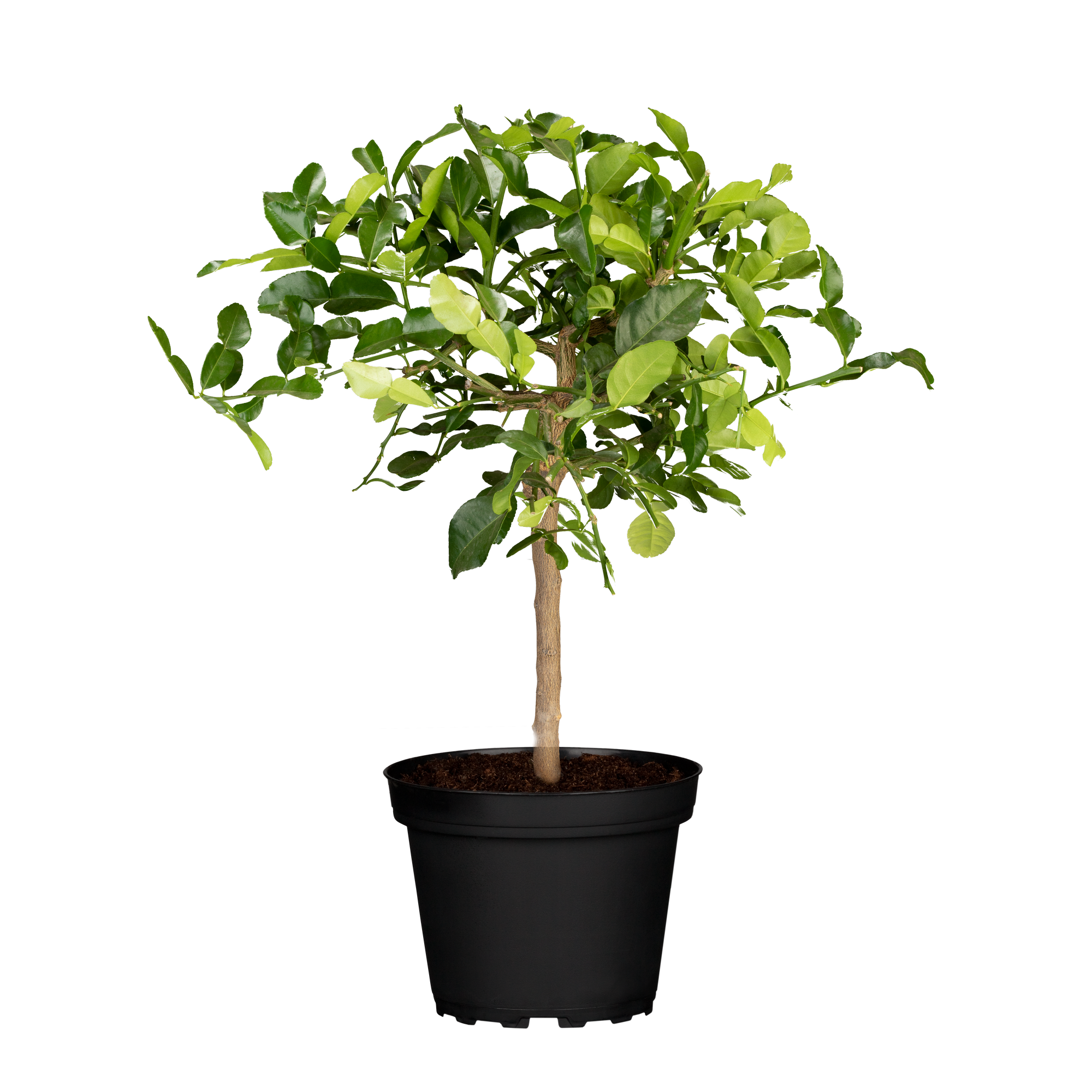 Zitrus-Ministamm verschiedene Sorten 15 cm Topf