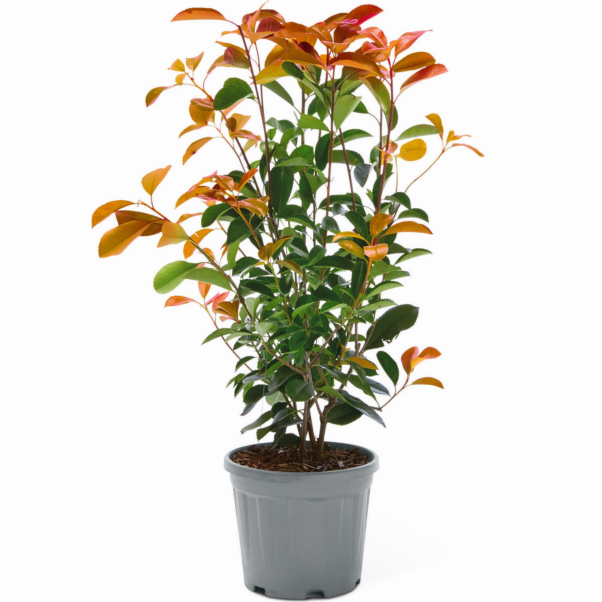 Glanzmispel 'Carré Rouge' Busch 17 cm Topf