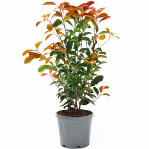Glanzmispel 'Carré Rouge' Busch 17 cm Topf