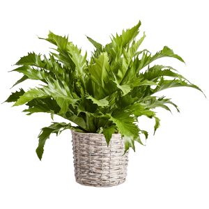 Grünpflanzen-Mix im Korb 17 cm