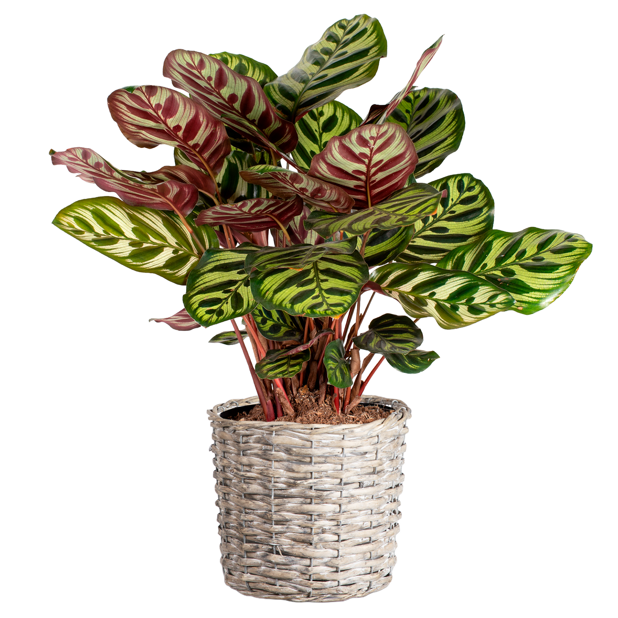 Grünpflanzen-Mix im Korb 17 cm