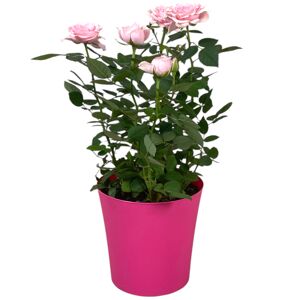 Rose in 13 cm Kunststoffübertopf