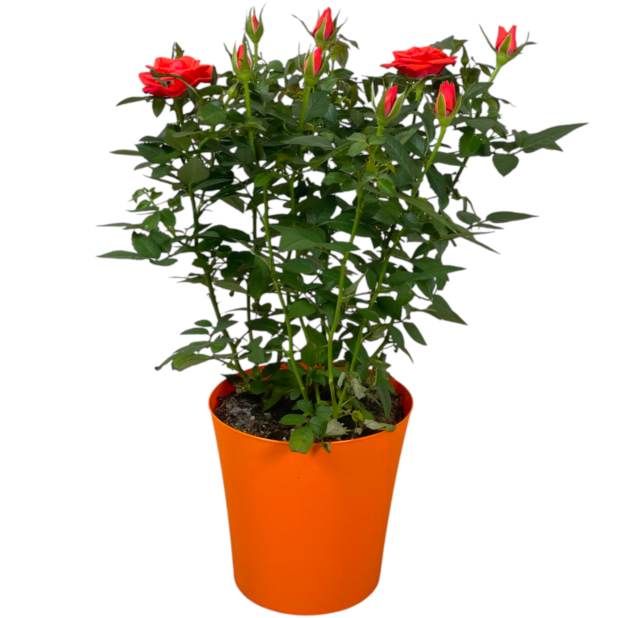 Rose in 13 cm Kunststoffübertopf