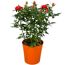 Rose in 13 cm Kunststoffübertopf