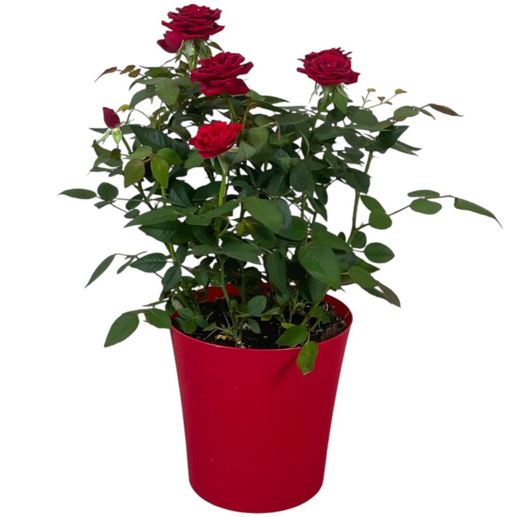 Rose in 13 cm Kunststoffübertopf