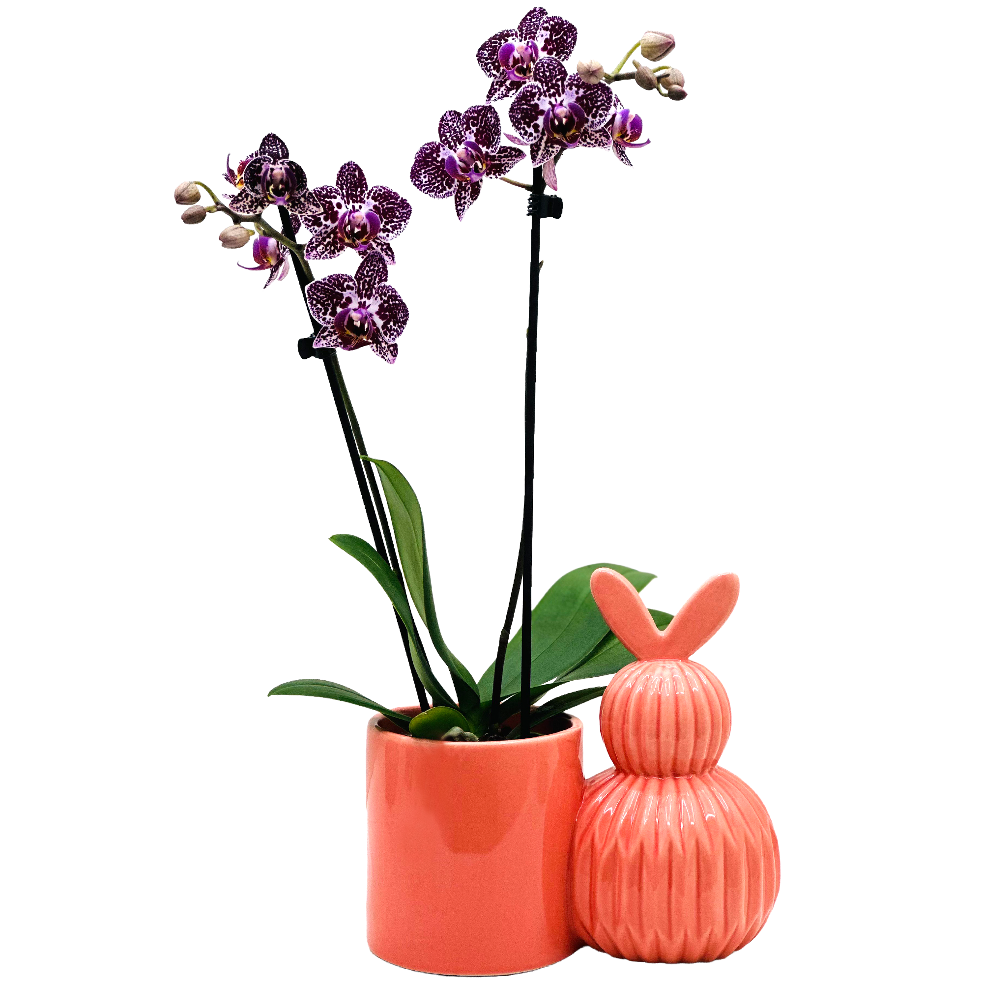 Schmetterlingsorchidee in Osterkeramik 9 cm