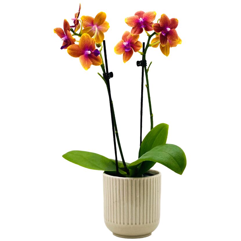 Schmetterlingsorchidee 2 Rispen verschiedene Farben in 9 cm Keramik