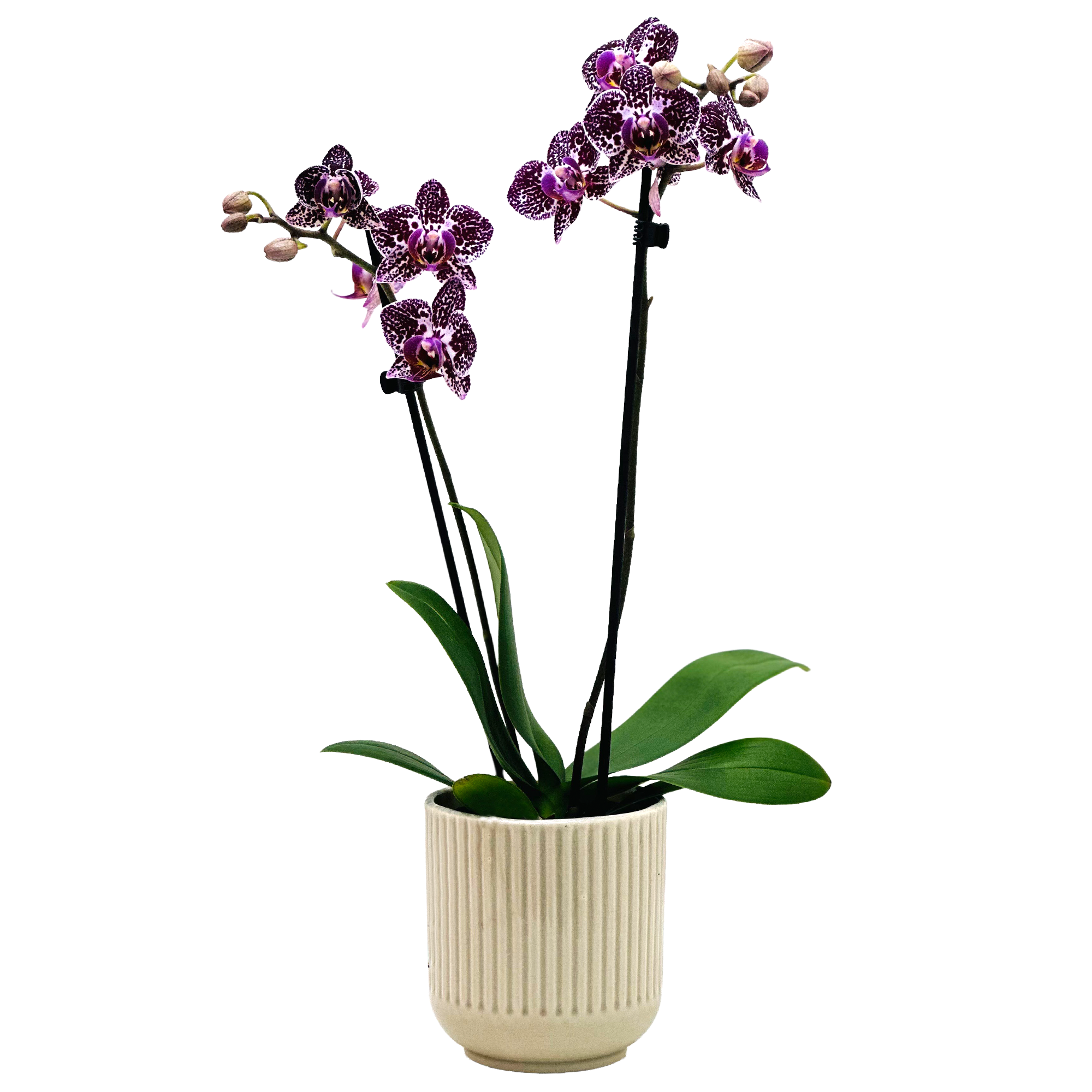 Schmetterlingsorchidee 2 Rispen verschiedene Farben in 9 cm Keramik