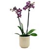 Schmetterlingsorchidee 2 Rispen verschiedene Farben in 9 cm Keramik