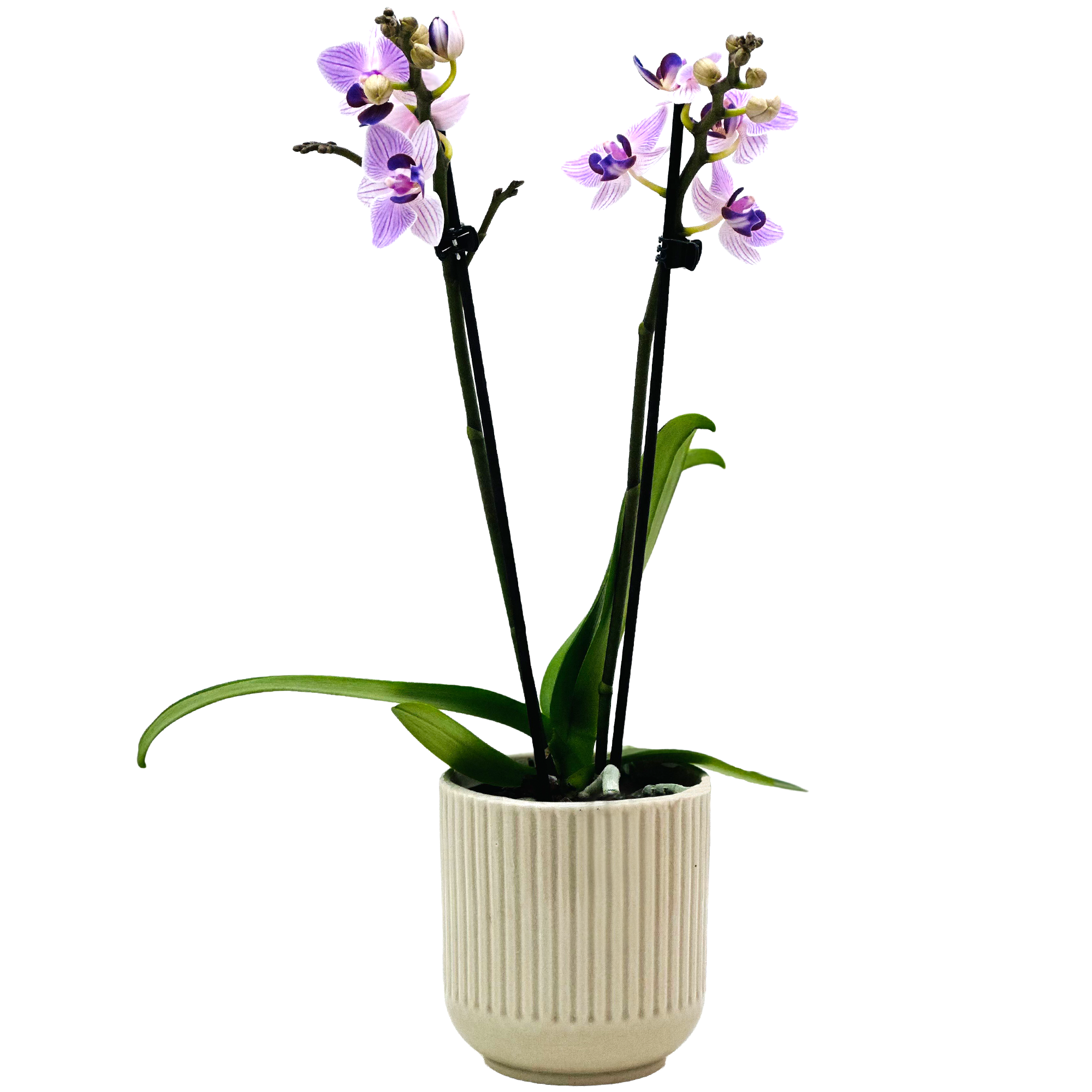 Schmetterlingsorchidee 2 Rispen verschiedene Farben in 9 cm Keramik