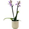 Schmetterlingsorchidee 2 Rispen verschiedene Farben in 9 cm Keramik