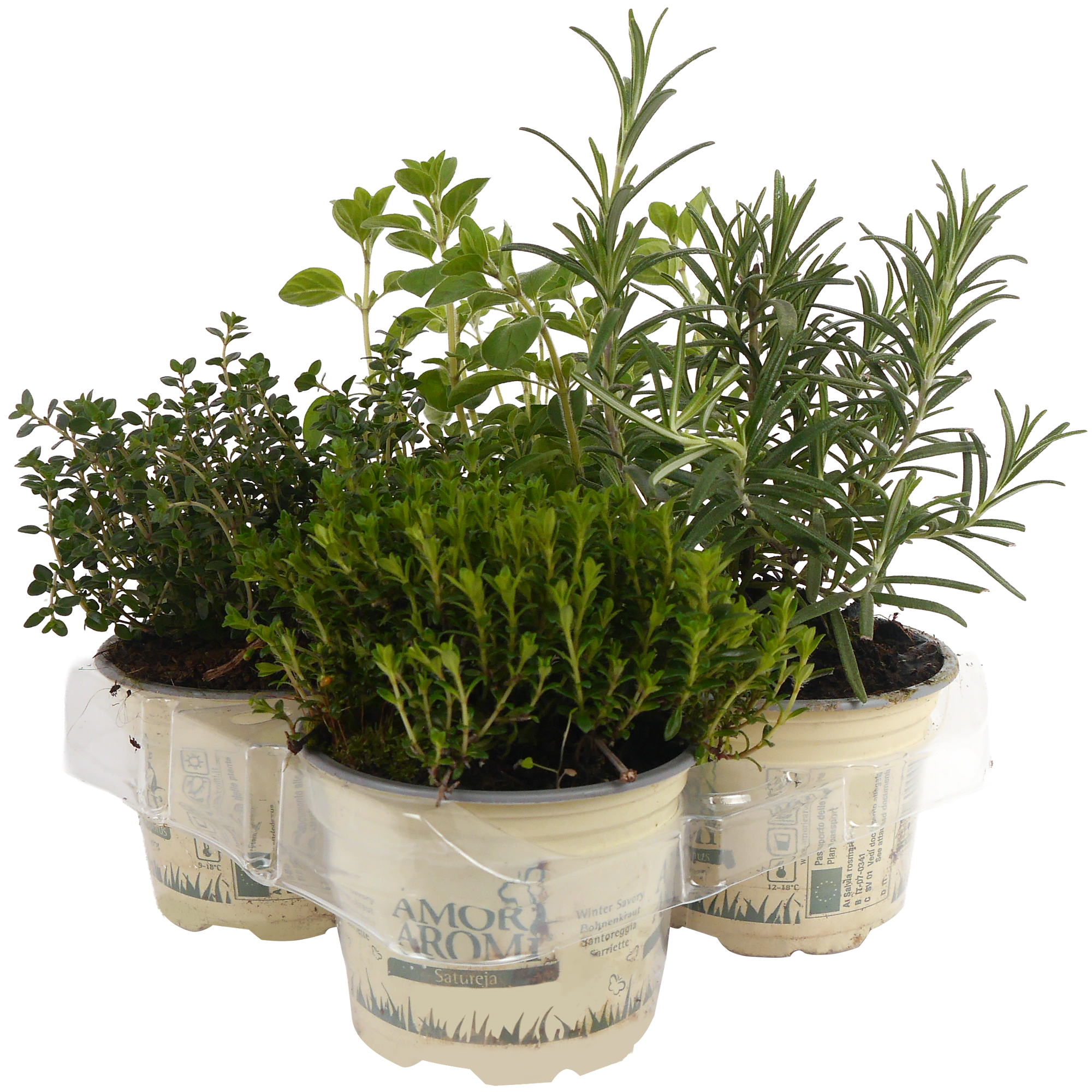 Mediterrane Kräuter Mix 4er-Tray