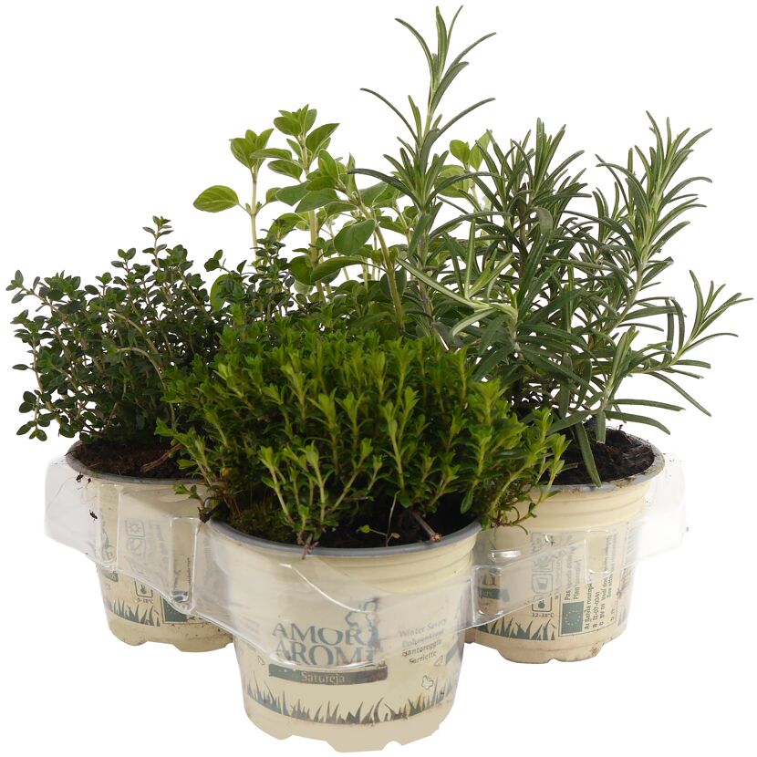 Mediterrane Kräuter Mix 4er-Tray